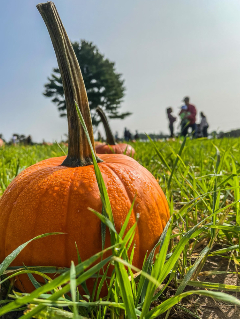 A family stands in the background of a photo of a pumpkin in a pumpkin patch. Fall is a popular time for pumpkin picking, but doing so may no longer count as a “sweater-weather” activity.